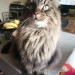 Female Long Haired Tabby Lost in Doon, Co. Limerick
