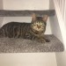 Lost Male Domestic Short Hair – Ballinlough, Cork