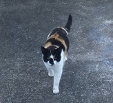 Our Cat is Missing in Cobh