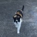 Our Cat is Missing in Cobh