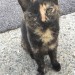 Lost cat – Killarney