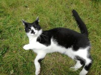 Black and white cat lost in Cork