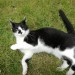 Black and white cat lost in Cork