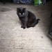 Lost Black Cat in Togher