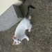 white cat with blackgrey stripey tail
