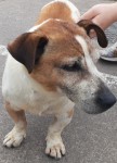 Dog found in Carrigaline