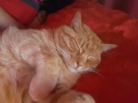 Male ginger cat lost in Athlone