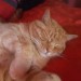 Male ginger cat lost in Athlone