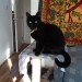 Male black cat lost in popes quay area