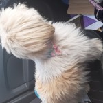 Shihzu type female dog , pink flowery collar .