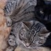 Female tabby cat lost in Lower Aghada