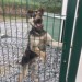 Male Alsatian Cross found in Whitechurch