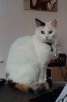 Female white cat lost in Rathcormac