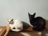 Cornish Rex missing, Bishopstown Area