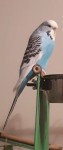Female Budgie lost in Ballincollig
