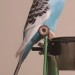 Female Budgie lost in Ballincollig