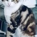 Lost tabby and white cat, “Finn”, from Cashel road area in Cahir