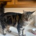 Young Male Cat Missing in Ballyorban/Moneygourney Area, Cork