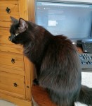 Black Tom Cat Lost in Ovens