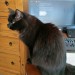 Black Tom Cat Lost in Ovens