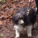 Female Terrier/Sheepdog cross lost in Castlelyons