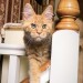 Lost ginger female cat Dingle