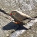 Zebra finch (male) found in Donoughmore, Co. Cork