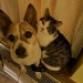 Female grey and white tabby cat lost from Cashel