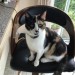 Female cat lost in Clare