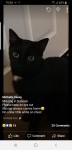 Lost from  Duneoin Carrigaline cat George male black with white patch on chest