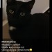 Lost from  Duneoin Carrigaline cat George male black with white patch on chest