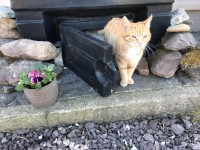 Female ginger cat lost in kerry