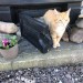 Female ginger cat lost in kerry