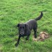 Female black lab/collie mix lost in Tipperary