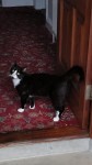 Lost Male cat, 1 Year old. Raheen Limerick