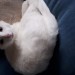 Male White cat lost in Ballintemple