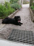 Black, smallish dog wandering in Upper Glanmire