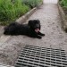 Black, smallish dog wandering in Upper Glanmire