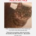 Female Tabby cat lost in Ballinlough