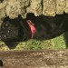 Black Labrador cross found at Coolmain beach, Kilbrittain, Bandon