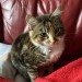 Oscar , Friendly cat lost Ballygarvan/Airport