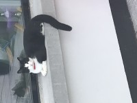 Black and white cat red collar