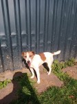 Female Jack Russel found at KerryPike, Cork