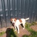 Female Jack Russel found at KerryPike, Cork