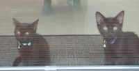 TWO BLACK KITTENS LOST – BLARNEY/NEWCASTLE AREA