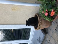 black persian cat missing from cappoquin