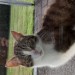 Lost male cat in Killbrittain, Co. Cork