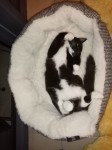 Male black and white kitten lost in Bandon