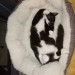 Male black and white kitten lost in Bandon