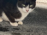 Black and white 1 year old female cat green eyes found in Carrigaline